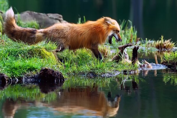 Лиса вода зеленый рыжий