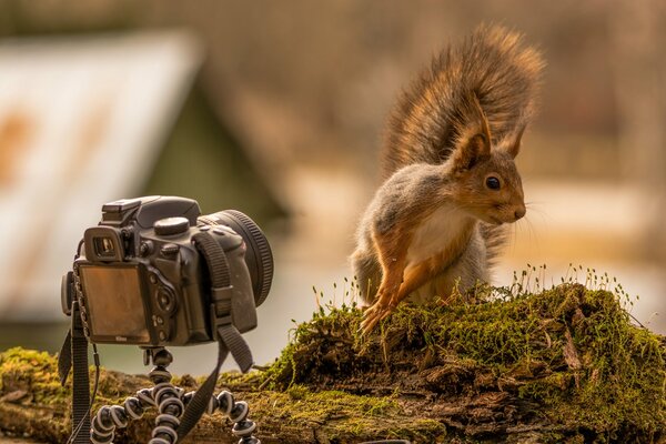 Posing squirrels on a stump with moss