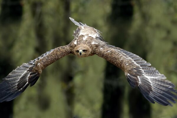 Schöner Flug des Steppenadlers