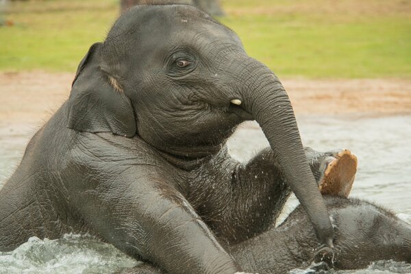 Little perky baby elephants are swimming