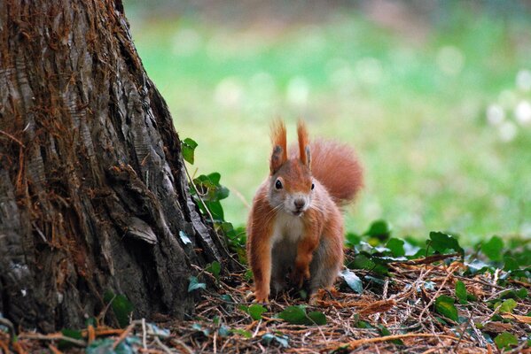 Red squirrel in the leaves