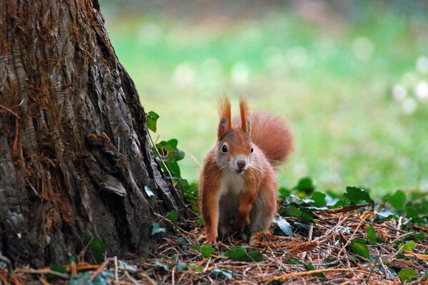 Scoiattolo rosso in foglie