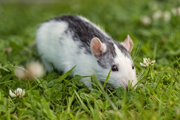 A rat in the clover grass. Beauty