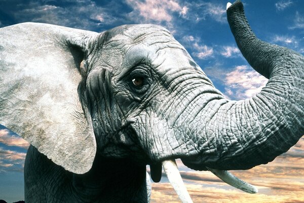 Elefante gris con colmillos y trompa contra un cielo azul con nubes