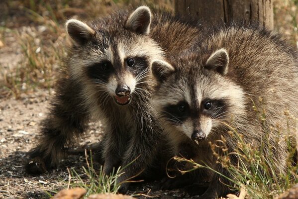 Two raccoon friends