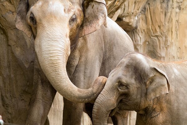 Devoto, alegre bebé elefante con mamá