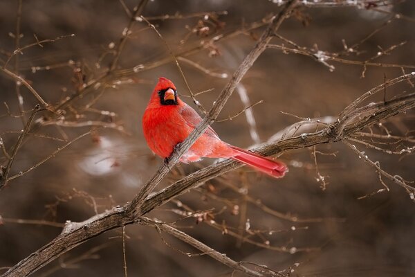 The red cardinal bird is sitting on a branch