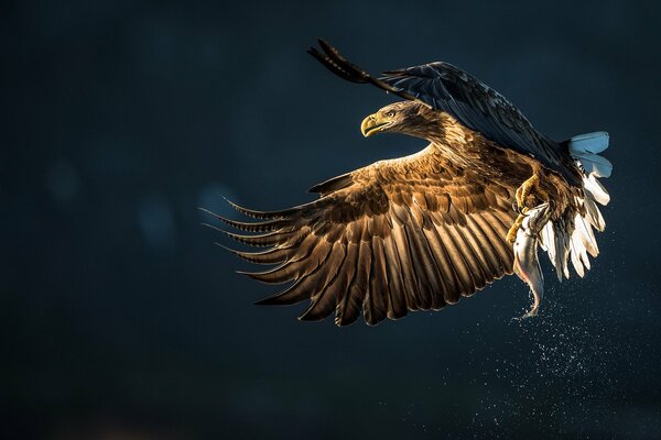 Vogel Adler Schnabel Federn