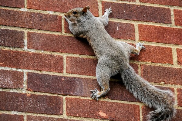 Squirrel Brick Tail Ears