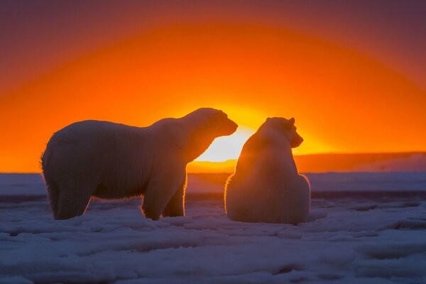 Pareja de osos polares mirando la puesta de sol