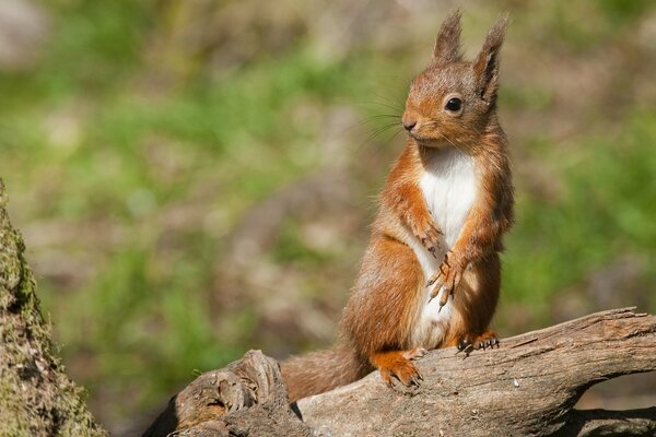 A red squirrel is sitting on a log