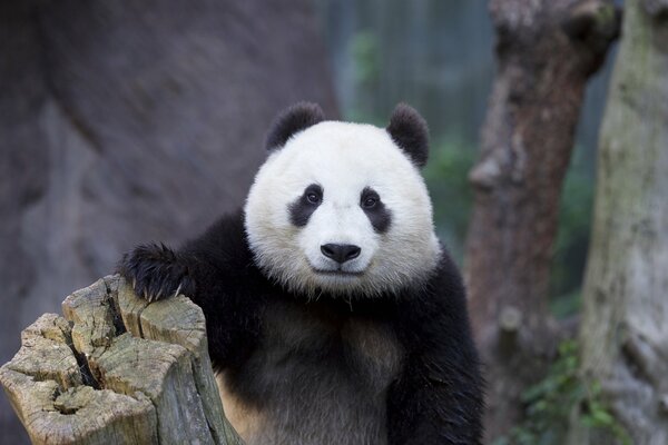 Foto eines Panda-Bären in Gefangenschaft