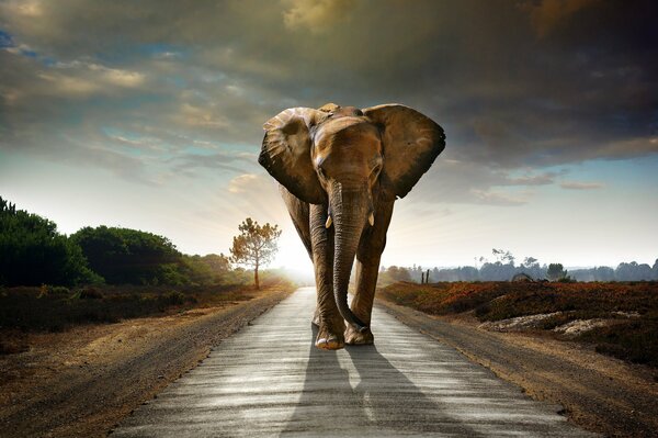Elephant road tree sky