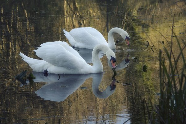 Two swans float on a pond