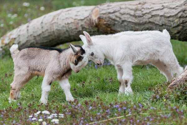 Las cabras juegan en el césped verde