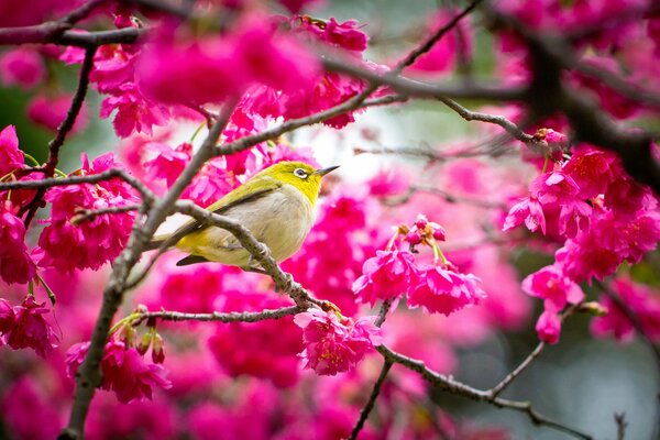 Im Frühling, wenn die Sakura blüht, versammeln sich die Vögel darauf