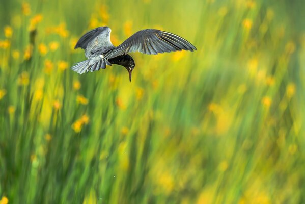 Pájaro con alas extendidas en vuelo sobre un Prado