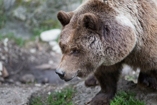 Muzzled brown bear after hibernation