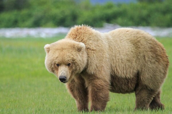 A fluffy bear came out on a green field