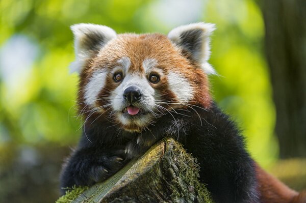 Fondo de pantalla de Panda rojo