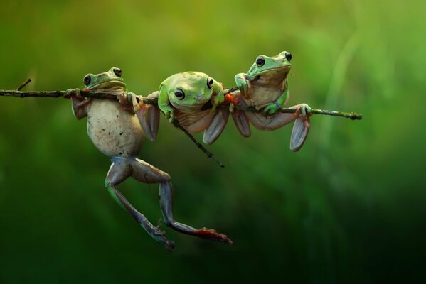 In nature, a macro frog on branches