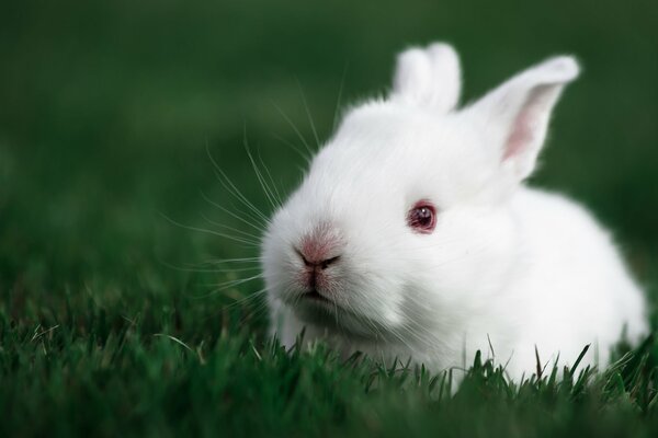 Белый кролик, сидящий в зеленой траве на луги