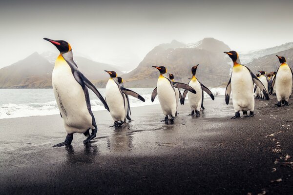 La Géorgie du Sud marche les pingouins royaux sur la plage