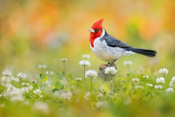 Oatmeal with a red tuft in a clover photo of the nature of pritsa