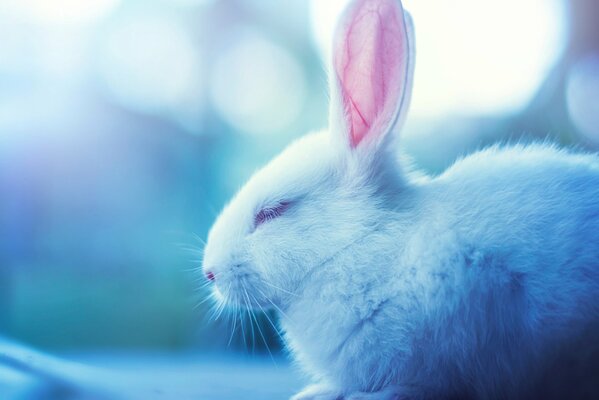 Sleeping white hare with pink ears