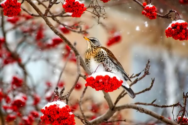 Ceniza de montaña cubierta de nieve y pájaro orgulloso