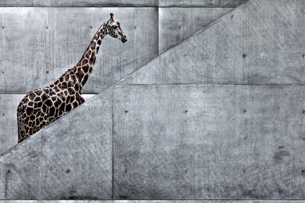 Grey art staircase and giraffe