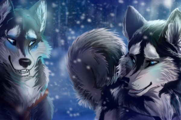 Two wolves in love in winter
