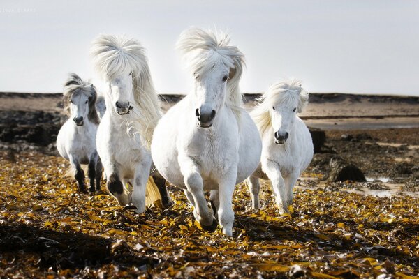 Manada de caballos blancos en el campo