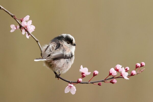 Birdie primavera rosa rama