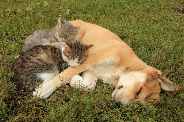 Due gatti si rannicchiano dolcemente con il cane e dormono con lei