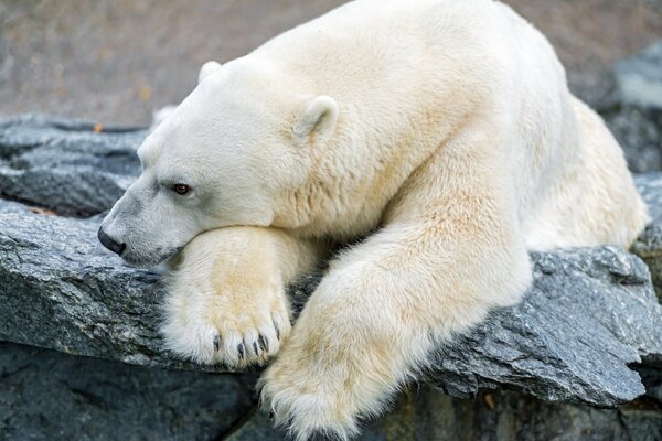 L ours polaire et son désir vert