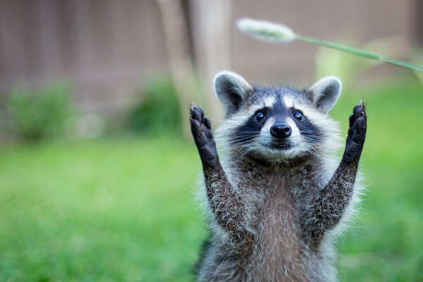 Hallo zusammen, ich bin ein Waschbär