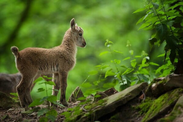 Un pequeño cabrito camina por el bosque verde