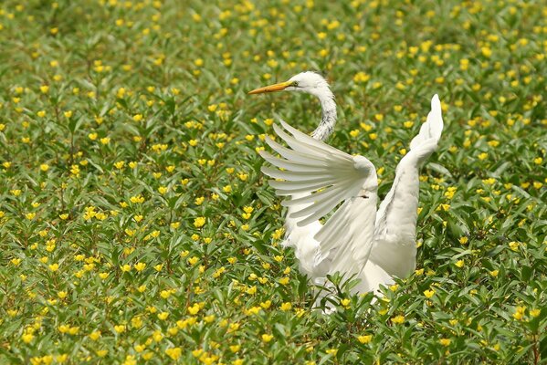 Der Reiher hat seine Flügel in der Mitte der Blumen schön ausgebreitet