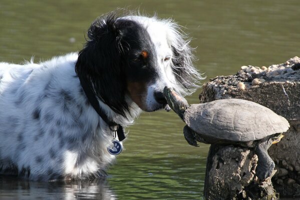 Chien noir et blanc reniflant une tortue