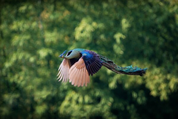 A flying bird with beautiful plumage