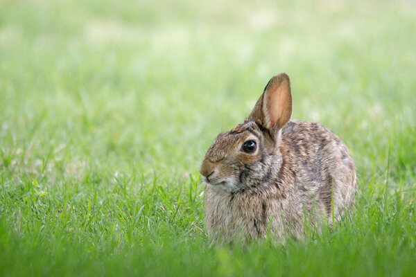 Der graue Hase sitzt im Gras