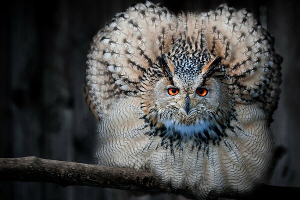 Beau hibou assis sur une branche d arbre