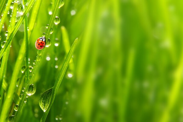 Ladybug trepar sobre la hierba húmeda después del rocío de la mañana