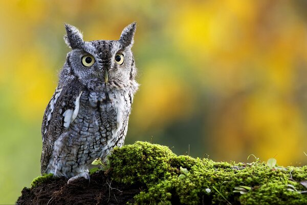 Big-eared owl and moss on the background of nature
