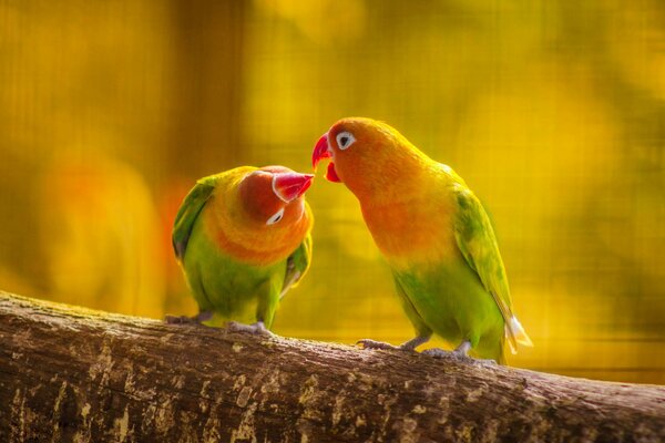 Влюблённая парочка волнистый попугаев