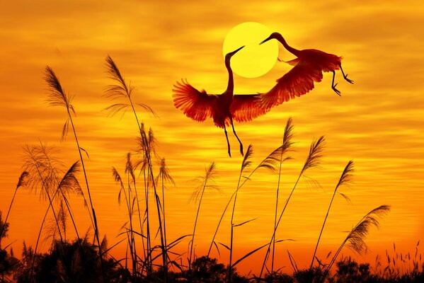 Vuelo de garzas al atardecer