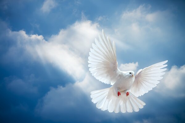 Taube, die in den blauen Himmel fliegt