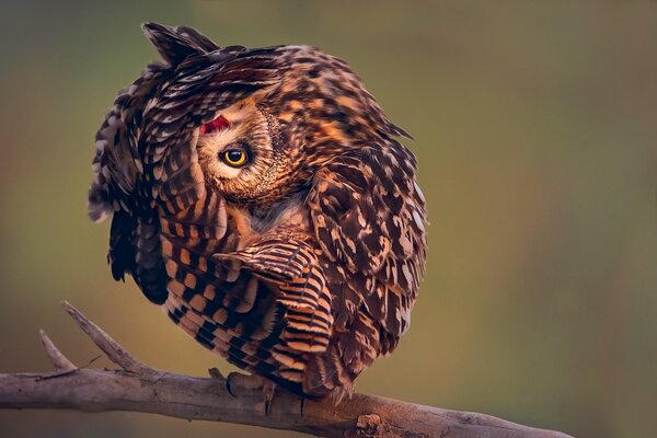 Owl on a branch in an interesting pose