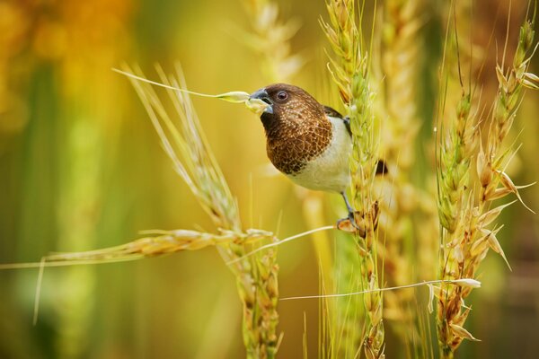 Petit oiseau sur un épi de blé